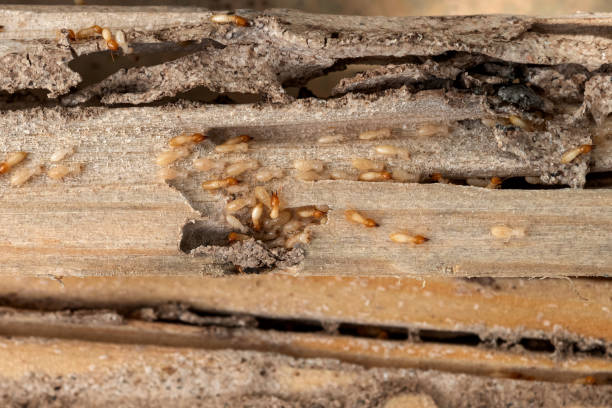 Best Pest Removal Services  in Tignall, GA